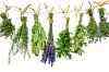 Herbs-600x400.jpg